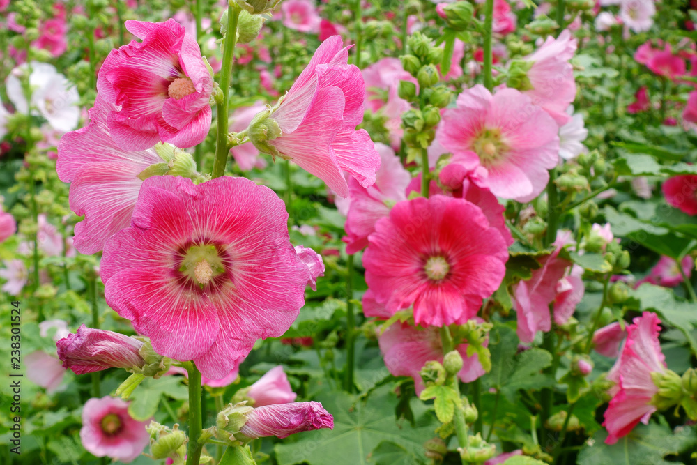 pink flowers in the garden pink flowers in the garden