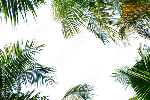 branch of coconut palm tree isolated on white background