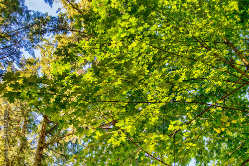 green leaves and blue sky
