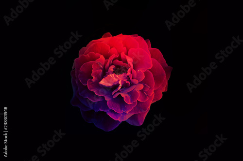 Fototapeta Naklejka Na Ścianę i Meble -  red rose on black background