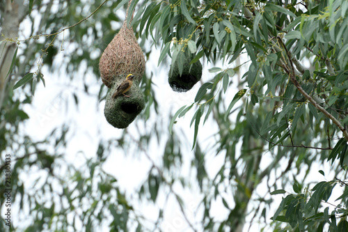 Weaverbird photo