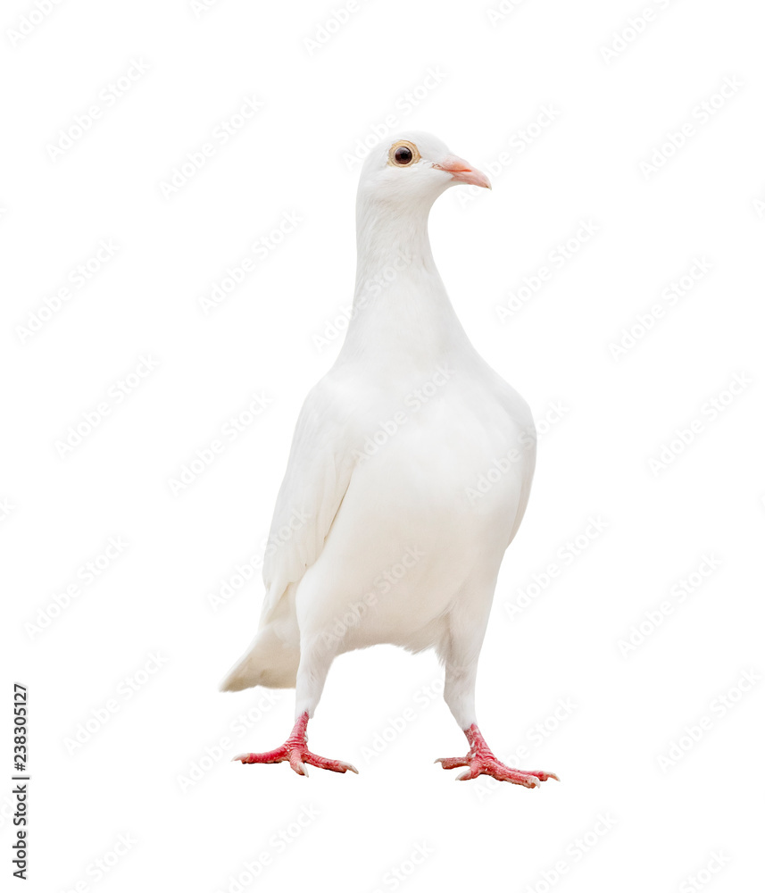 white feather pigeon standing isolated white background white feather pigeon standing isolated white background