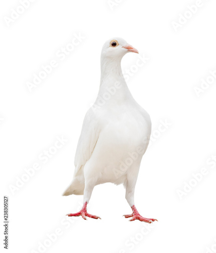 white feather pigeon standing isolated white background