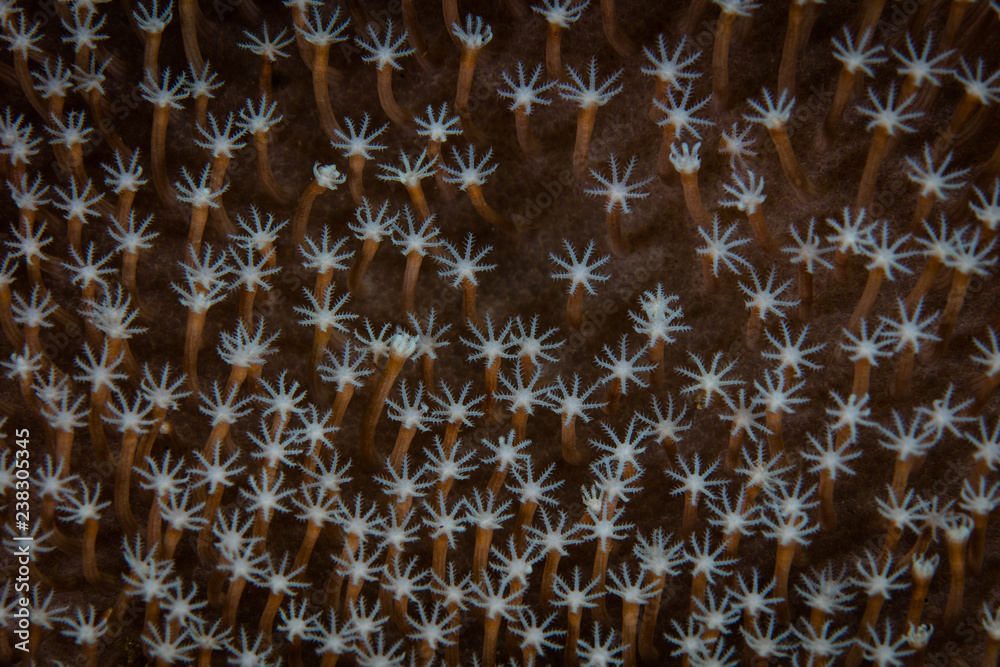 Detail of Coral Polyps on Reef in Indonesia Detail of Coral Polyps on Reef in Indonesia