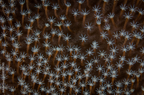 Detail of Coral Polyps on Reef in Indonesia