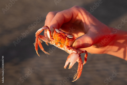 Small red crab