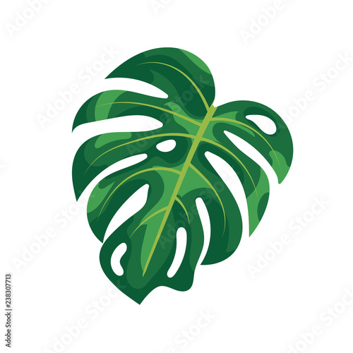 Tropical palm leaves monstera isolated on white background. Green foliage of tropical monstera tree on white background. Natural rainforest plants and houseplant, summer exotic garden.