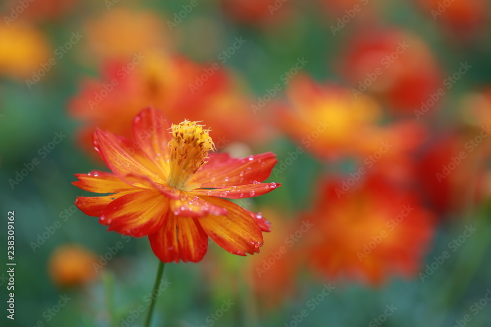 Orange spotted flowers in the garden rainy day. Orange spotted flowers in the garden rainy day.
