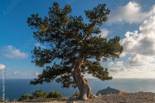 Old juniper on top of a mountain