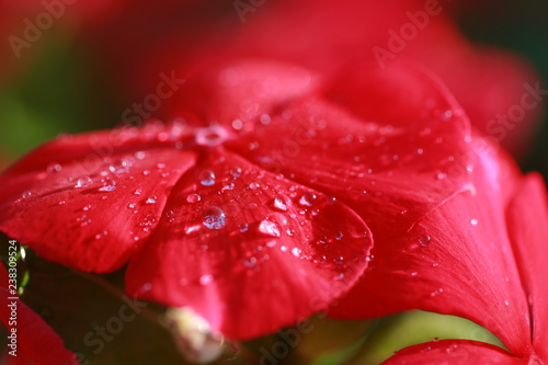 Watercress flowers in the rain.