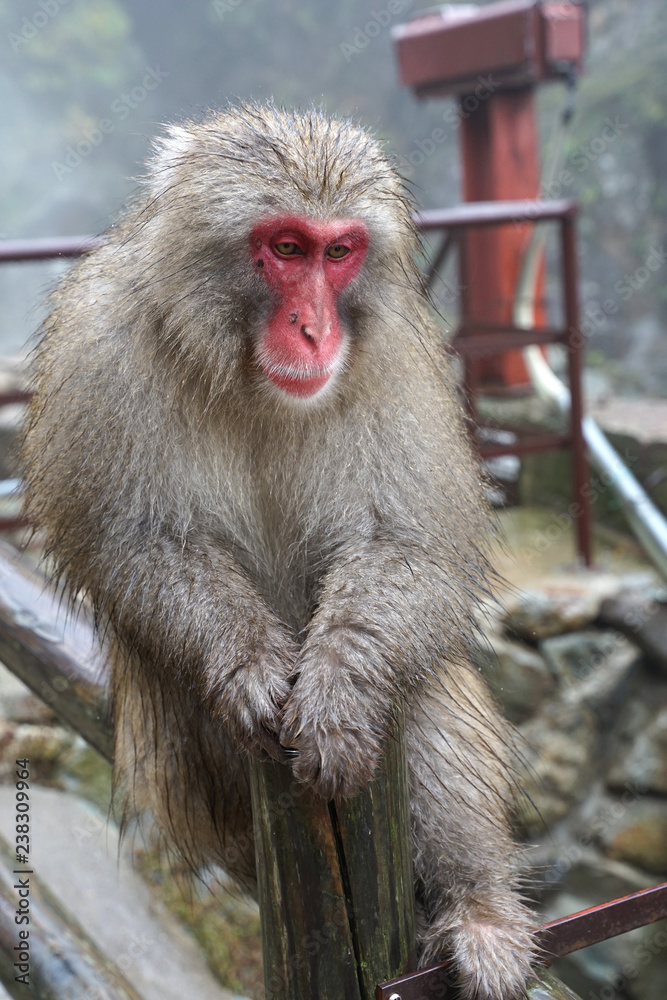wild monkey at Jigokudani Monkey Park in Yamanouchi, Nagano Japan Stock Photo | Adobe Stock