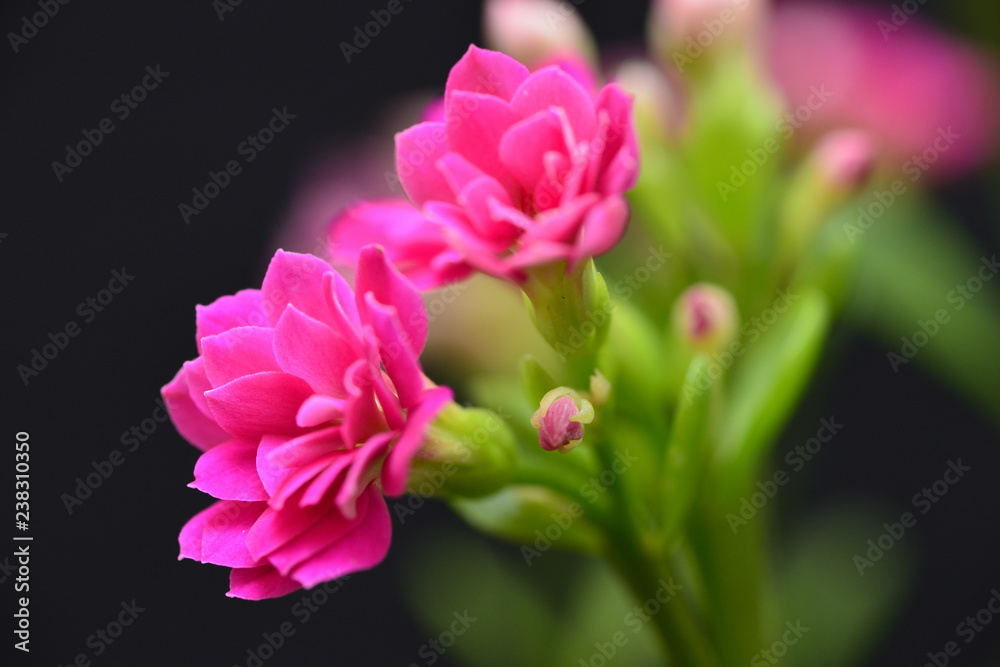 pink calandiva flower pink calandiva flower