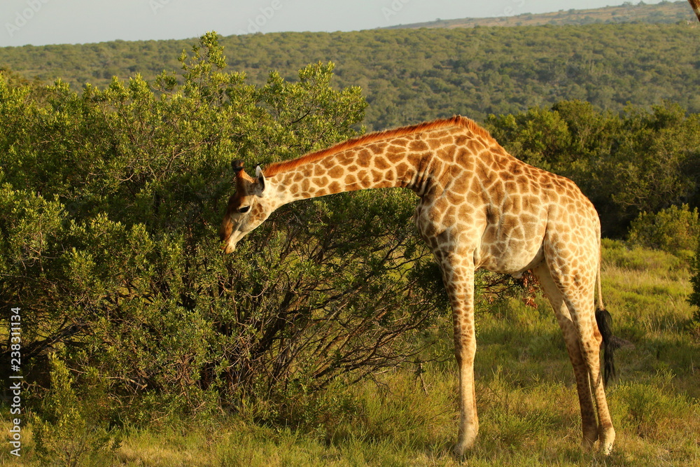 Giraffe browsing leaves in some bushes. Giraffe browsing leaves in some bushes.