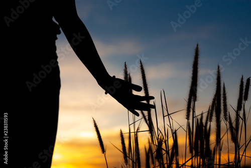 Female hand catch grass on park at sunset.