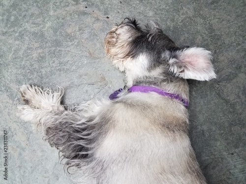 black and white schnauzer dog sleeping on cement floor with purple collar