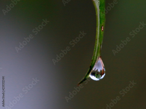 Water drops from the top of the grass.