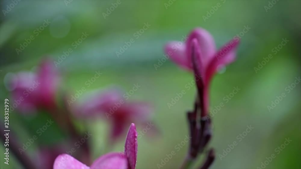 Rainy Plumeria