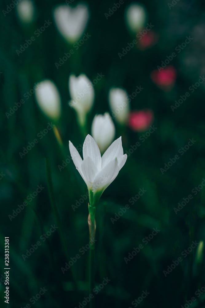 Beautiful rain lily flower. Zephyranthes Lily ,Fairy Lily, Little Witches. (Zephyranthas sp.) Beautiful rain lily flower. Zephyranthes Lily ,Fairy Lily, Little Witches. (Zephyranthas sp.)
