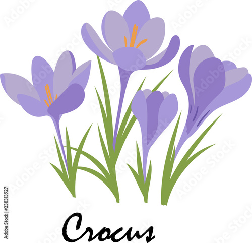 Crocus. Violet flowers on white background. Vector © Alisa Okhapkina