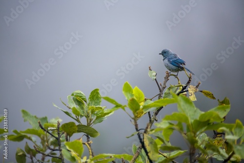 blue bird on the tree
