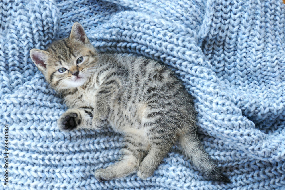 Striped scottish  kitten on a blue woolen knit background.Gray fluffy kittenwith blue eyes .Pets