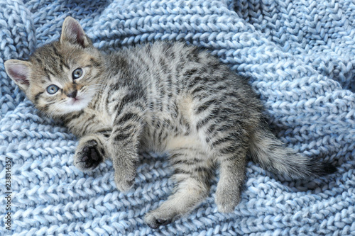 Striped scottish little kitten on a blue woolen knit background.Gray fluffy kittenwith blue eyes .Pets