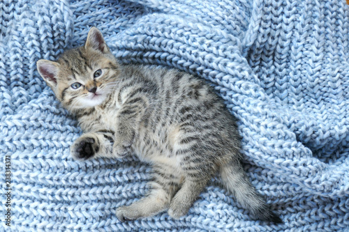 Striped scottish kitten on a blue woolen knit background.Gray fluffy kittenwith blue eyes .Pets