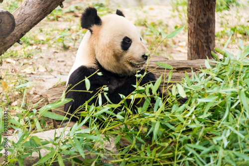 Big panda  bamboo bear