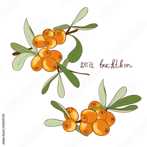 Sea buckthorn. Berry. Sketch. Set. On a white background.
