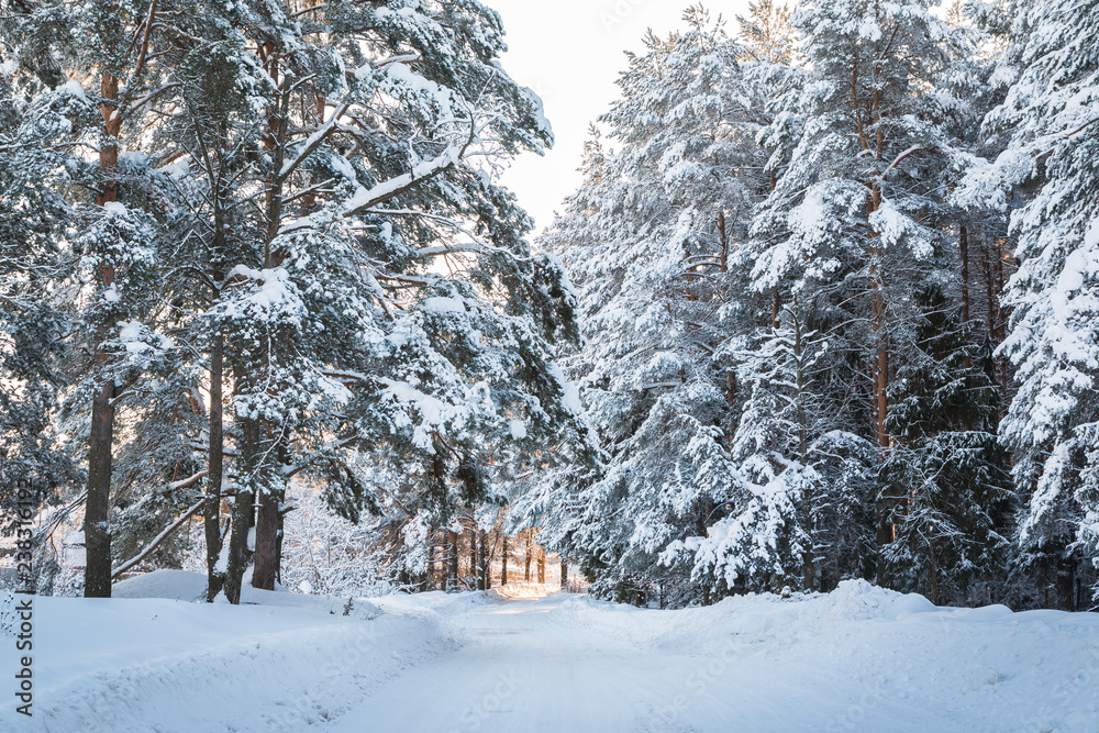 Beautiful winter scenery with forest full of trees covered snow