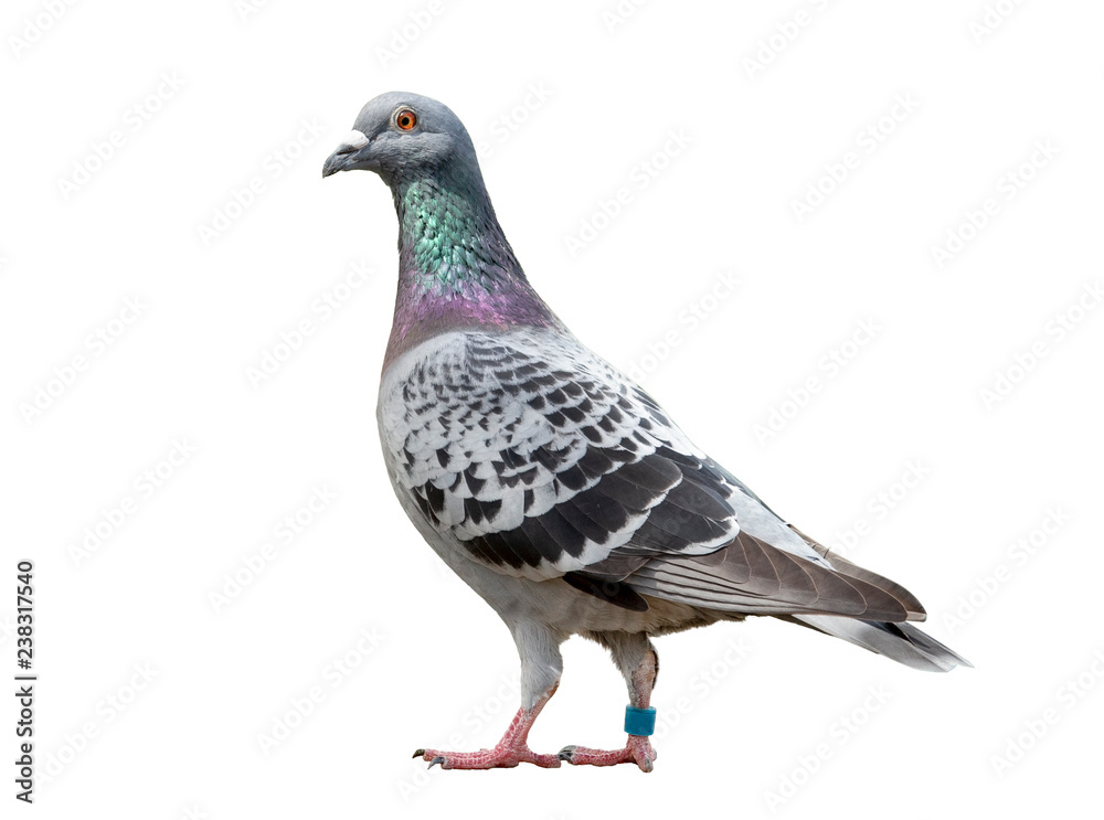 full body of speed racing pigeon bird isolated white background - obrazy, fototapety, plakaty 