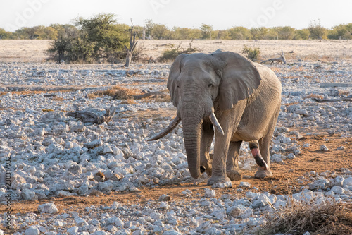Canvas Print elephants in Namibia