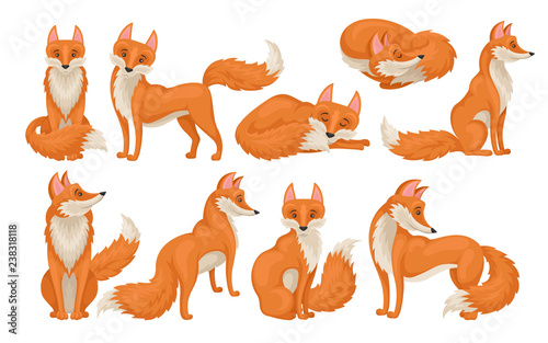 Flat vectoe set of bright red fox in different actions. Wild creature with fluffy tail. Cartoon forest animal