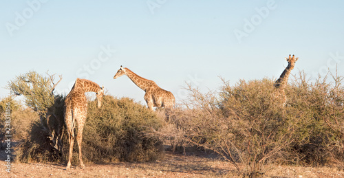 Photography Giraffes in Namibia