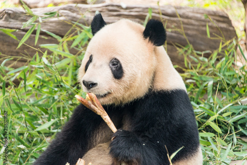 Big panda  bamboo bear