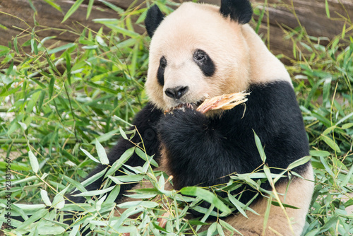 Fototapeta Naklejka Na Ścianę i Meble -  Big panda, bamboo bear