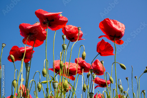 Fototapeta Naklejka Na Ścianę i Meble -  The poppy at the end of flowering