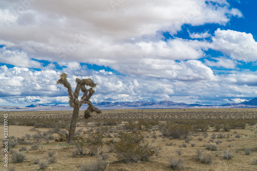 Joshua trees in the desert