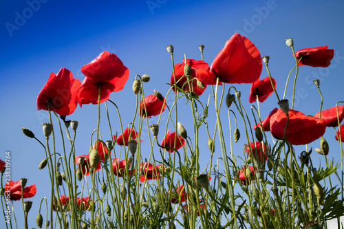 Fototapeta Naklejka Na Ścianę i Meble -  The poppy at the end of flowering