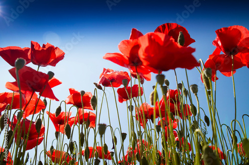 Fototapeta Naklejka Na Ścianę i Meble -  The poppy at the end of flowering