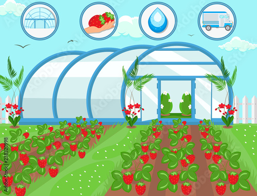 Strawberries in Greenhouse. Vector Illustration