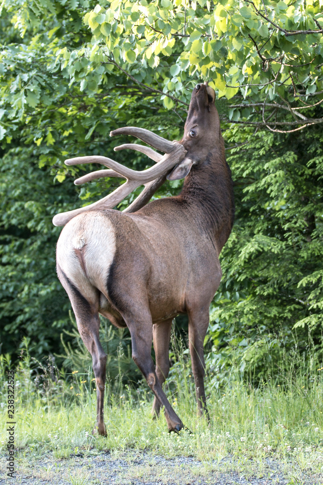 Fototapeta premium Bull elk dining on leaves – Photographed in Elk State Fotest, Elk County, Benezette, Pennsylvania