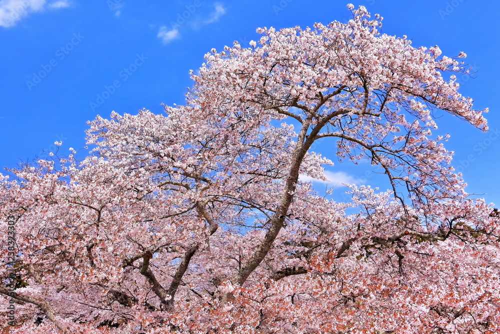 満開の山桜