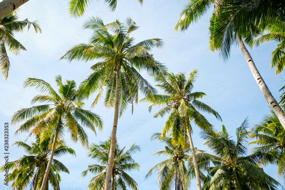 Palmtrees Palmtrees