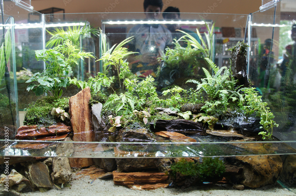 Aquascape and terrarium design in small glass aquarium displayed for  public. Stock-Foto | Adobe Stock