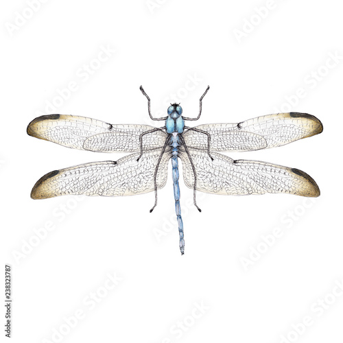 Watercolor realistic illustration of insects