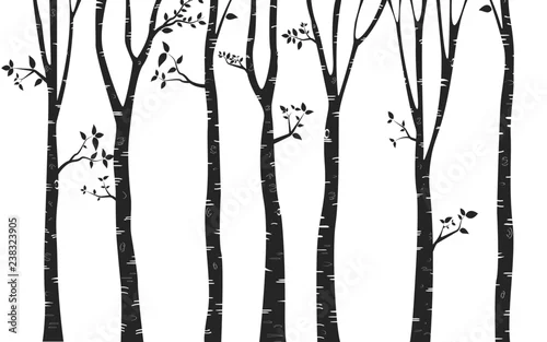 Fototapeta samoprzylepna Sylwetka drzewa brzoza tło