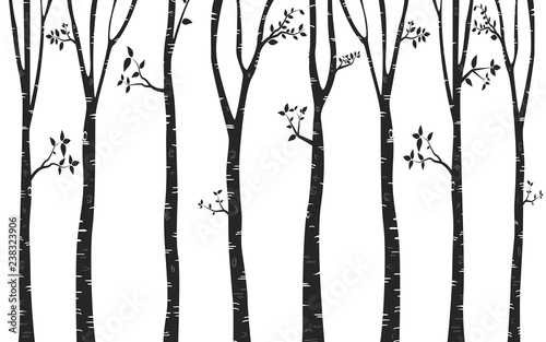 Fototapeta samoprzylepna Sylwetka drzewa brzoza tło