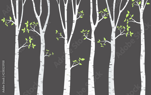  Tree Birch Background