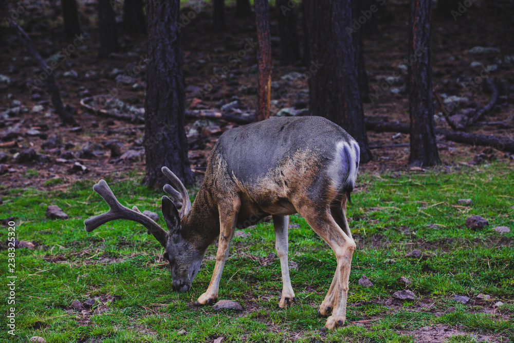 reindeer reindeer